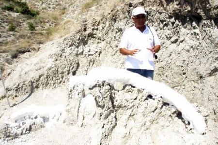Fillerin Atası Kabul Edilen Mastadon Fosilleri Rum Kilisesi'nde Sergilenecek