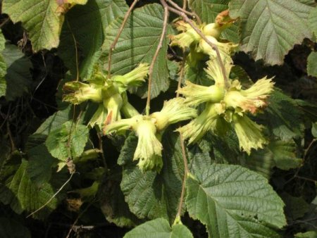 Fındığa Alternatif Ürünler Belirlenecek, Çeltikte Marka Olunacak