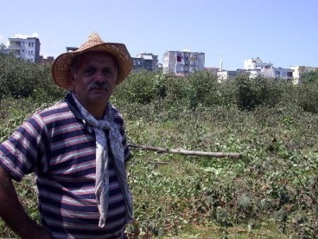 Fındığı Para Etmeyen Üretici, Tepki İçin Fındık Ağaçlarını Kesti