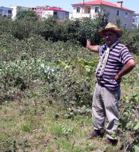 Fındığı Para Etmeyen Üretici, Tepki İçin Fındık Ağaçlarını Kesti