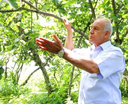 Fındığı yükseklerde dolu, alçaklarda fırtına vurdu