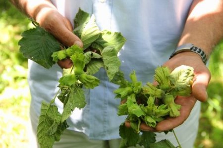 Fındığı yükseklerde dolu, alçaklarda fırtına vurdu