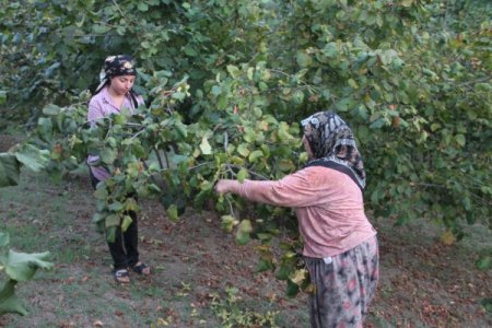 Fındık Fiyatını Düşük Bulan Üretici Ürününü Kendi Topluyor