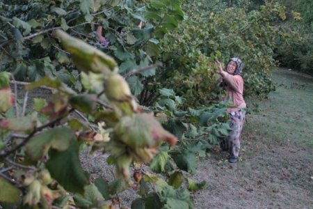 Fındık Fiyatını Düşük Bulan Üretici Ürününü Kendi Topluyor