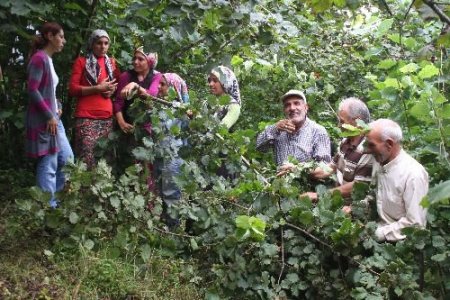 Fındık Hasadı Ordu Ve Urfa Türküleri Arasında Başladı