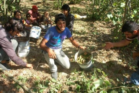 Fındık İşçileri, Bayrama Bahçede Girdi