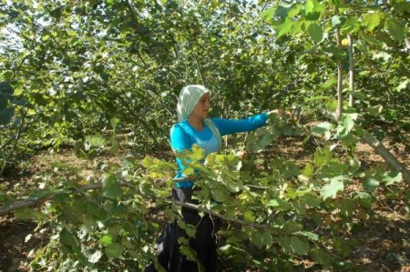 Fındık İşçileri, Bayrama Bahçede Girdi