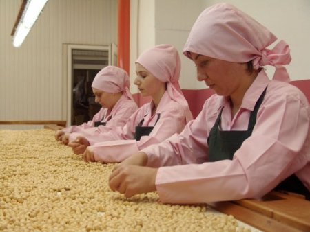 Fındık Seçme Elemanı Yetiştirilecek