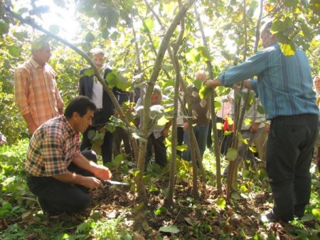 Fındık üreticilerine uygulamalı budama ve toprak analizi eğitimi
