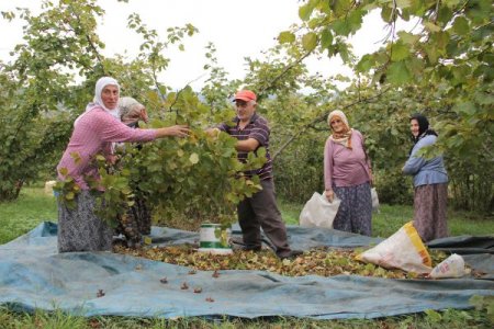 Fındıkta Destekleme Beklentisi
