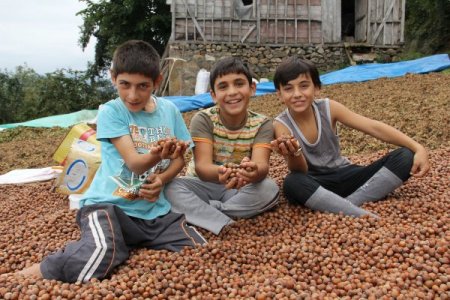 Fındıkta Destekleme Beklentisi