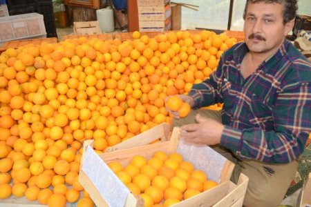 Finike'de portakal hasadı hız kazandı