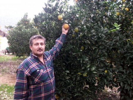 Finike'de portakal hasadı hız kazandı