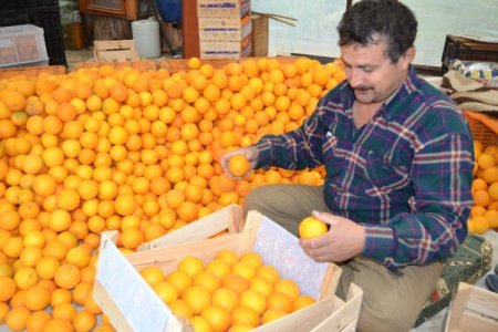 Finike'de portakal hasadı hız kazandı