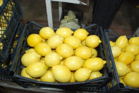 Finikeli limon üreticisinin bu yıl yüzü güldü