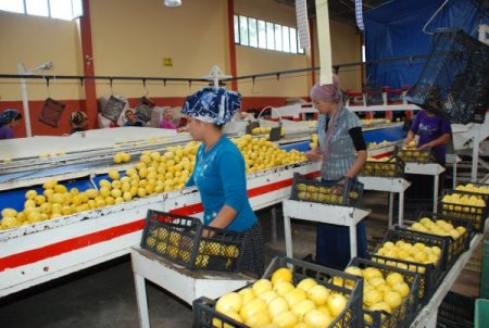 Finikeli limon üreticisinin bu yıl yüzü güldü