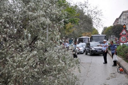 Fırtına, ağacı kökünden söktü, iki sürücü tehlike atlattı