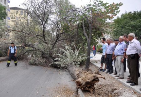Fırtına, ağacı kökünden söktü, iki sürücü tehlike atlattı