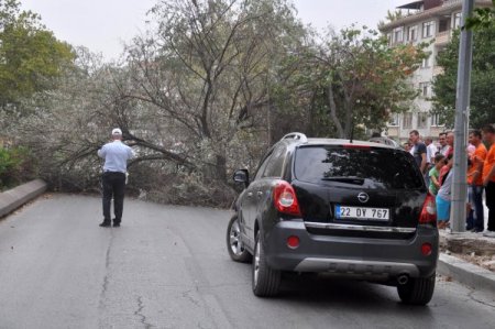 Fırtına, ağacı kökünden söktü, iki sürücü tehlike atlattı