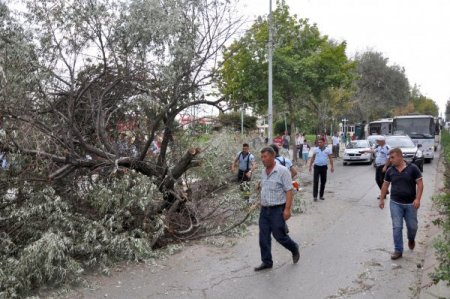 Fırtına, ağacı kökünden söktü, iki sürücü tehlike atlattı