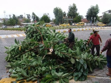 Fırtına Ağaçları Devirdi
