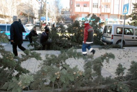 Fırtına ağaçları kökünden söktü