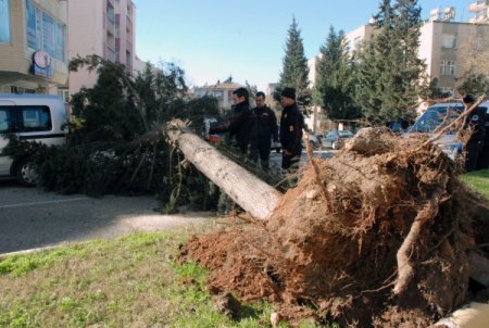 Fırtına ağaçları kökünden söktü