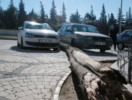 Fırtına ağaçları kökünden söktü