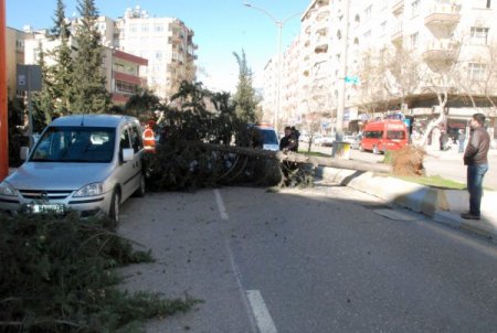 Fırtına ağaçları kökünden söktü