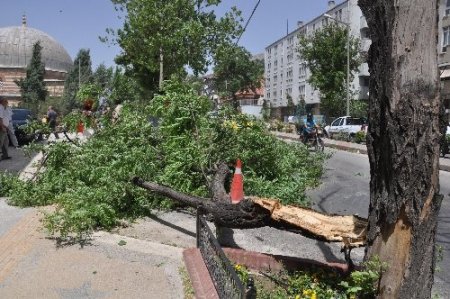 Fırtınanın kökünden söktüğü ağaç vatandaşların üzerine devrildi