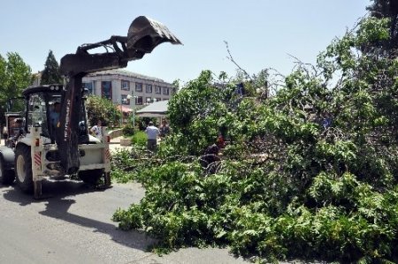 Fırtınanın kökünden söktüğü ağaç vatandaşların üzerine devrildi