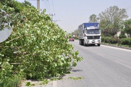 Fırtınanın kökünden söktüğü ağaç vatandaşların üzerine devrildi