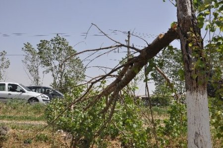 Fırtınanın kökünden söktüğü ağaç vatandaşların üzerine devrildi