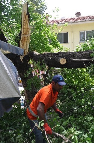 Fırtınanın kökünden söktüğü ağaç vatandaşların üzerine devrildi
