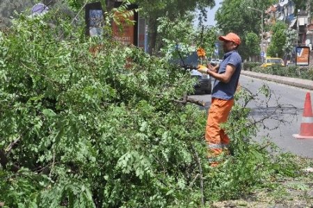 Fırtınanın kökünden söktüğü ağaç vatandaşların üzerine devrildi
