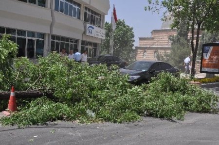 Fırtınanın kökünden söktüğü ağaç vatandaşların üzerine devrildi