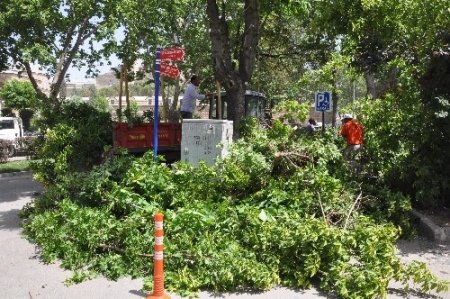 Fırtınanın kökünden söktüğü ağaç vatandaşların üzerine devrildi