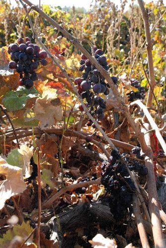 Fiyat Düşüklüğünü Protesto Eden Üreticiler Üzümleri Toplamayacak