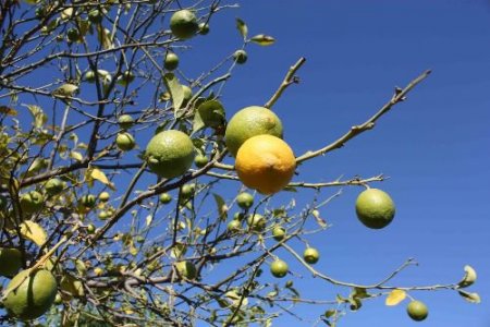 Fiyatı Dibe Vuran Mandalina Ağaçta Kaldı
