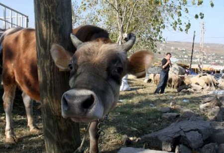 Fiyatlara Aldırış Etmeyen Samsunlular Kurban Satıcılarının Yüzünü Güldürdü