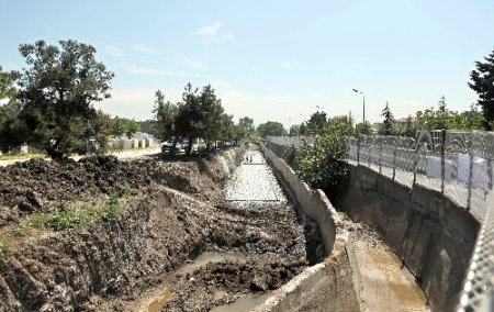 Florya Ormanı yola kurban!