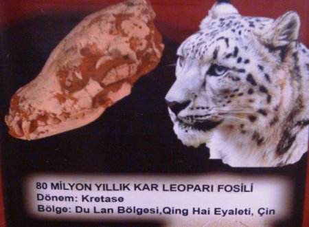 Fosil sergisi Şanlıurfa'da 5 gün gezilebilecek