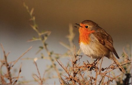 Fotoğraf karelerinde hayat bulan 'kuşlar'