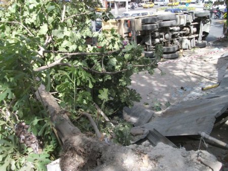 Freni boşalan kamyon incir ağacını devirerek yola uçtu
