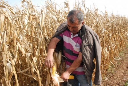 GAP çiftçisi pamuğun yerine mısır ekimine yöneldi