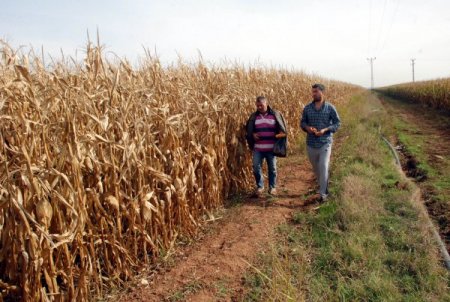 GAP çiftçisi pamuğun yerine mısır ekimine yöneldi