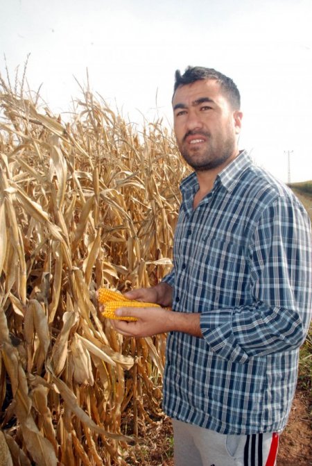 GAP çiftçisi pamuğun yerine mısır ekimine yöneldi