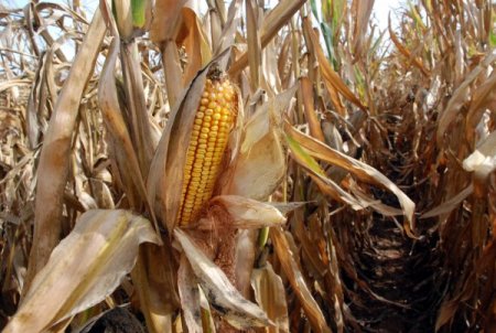 GAP çiftçisi pamuğun yerine mısır ekimine yöneldi