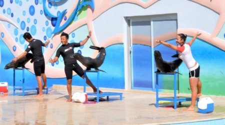 Gaziantep Hayvanat Bahçesi’nin yeni sakinleri foklar, gösterileriyle büyüledi