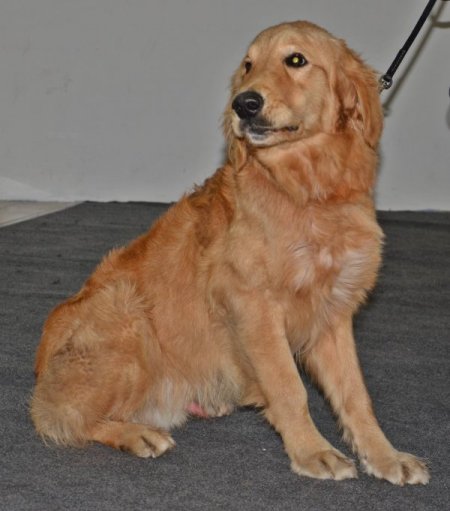 Gaziantep'in en güzel köpeği seçildi